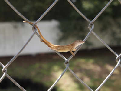 [A brown anole has its front feet holding the lower right part of the diamond opening in the fence while its back feet and tail hold the lower left part of the opening.]